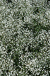 Common Baby's Breath (Gypsophila paniculata) at Thies Farm & Greenhouses