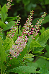 Ruby Spice Summersweet (Clethra alnifolia 'Ruby Spice') at Thies Farm & Greenhouses