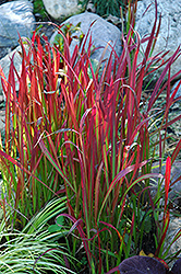 Red Baron Japanese Blood Grass (Imperata cylindrica 'Red Baron') at Thies Farm & Greenhouses
