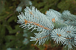 Blue Colorado Spruce (Picea pungens 'var. glauca') at Thies Farm & Greenhouses