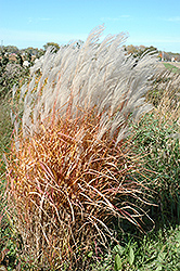 Autumn Red Maiden Grass (Miscanthus sinensis 'Autumn Red') at Thies Farm & Greenhouses