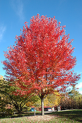 Autumn Blaze Maple (Acer x freemanii 'Jeffersred') at Thies Farm & Greenhouses