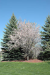 Newport Plum (Prunus cerasifera 'Newport') at Thies Farm & Greenhouses