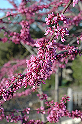 Northern Strain Redbud (Cercis canadensis 'Northern Strain') at Thies Farm & Greenhouses