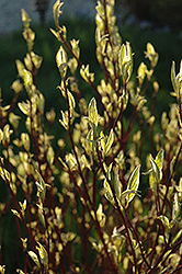 Ivory Halo Dogwood (Cornus alba 'Ivory Halo') at Thies Farm & Greenhouses