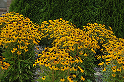 Goldsturm Coneflower (Rudbeckia fulgida 'Goldsturm') at Thies Farm & Greenhouses