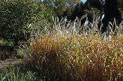 Maiden Grass (Miscanthus sinensis) at Thies Farm & Greenhouses