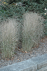 Shenandoah Reed Switch Grass (Panicum virgatum 'Shenandoah') at Thies Farm & Greenhouses