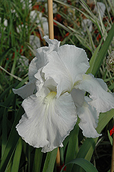 Immortality Iris (Iris 'Immortality') at Thies Farm & Greenhouses