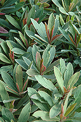 Helena's Blush Spurge (Euphorbia 'Inneuphhel') at Thies Farm & Greenhouses