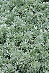 Silver Mound Artemisia (Artemisia schmidtiana 'Silver Mound') at Thies Farm & Greenhouses