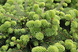 Creeping Norway Spruce (Picea abies 'Repens') at Thies Farm & Greenhouses