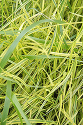 Variegated Palm Sedge (Carex muskingumensis 'Oehme') at Thies Farm & Greenhouses