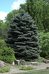 Fat Albert Blue Spruce (Picea pungens 'Fat Albert') at Thies Farm & Greenhouses