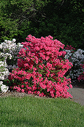 Rosy Lights Azalea (Rhododendron 'Rosy Lights') at Thies Farm & Greenhouses
