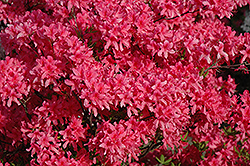 Rosy Lights Azalea (Rhododendron 'Rosy Lights') at Thies Farm & Greenhouses