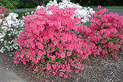 Rosy Lights Azalea (Rhododendron 'Rosy Lights') at Thies Farm & Greenhouses