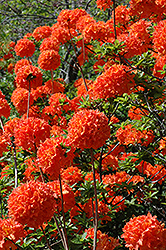 Mandarin Lights Azalea (Rhododendron 'Mandarin Lights') at Thies Farm & Greenhouses