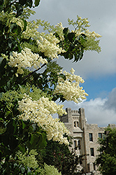 Ivory Silk Japanese Tree Lilac (Syringa reticulata 'Ivory Silk') at Thies Farm & Greenhouses