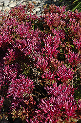 Dragon's Blood Stonecrop (Sedum spurium) at Thies Farm & Greenhouses