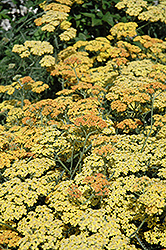 Terra Cotta Yarrow (Achillea 'Terra Cotta') at Thies Farm & Greenhouses