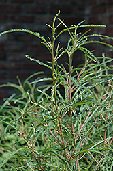 Fine Line Fern Leaf Buckthorn (Rhamnus frangula 'Ron Williams') at Thies Farm & Greenhouses