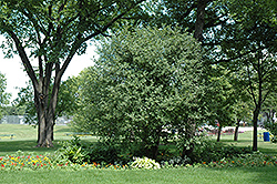 Glossy Buckthorn (Rhamnus frangula) at Thies Farm & Greenhouses