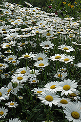 Becky Shasta Daisy (Leucanthemum x superbum 'Becky') at Thies Farm & Greenhouses