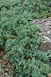 Blue Rug Juniper (Juniperus horizontalis 'Wiltonii') at Thies Farm & Greenhouses