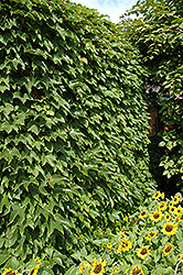 Boston Ivy (Parthenocissus tricuspidata) at Thies Farm & Greenhouses