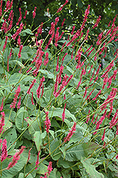 Fire Tail Fleeceflower (Persicaria amplexicaulis 'Fire Tail') at Thies Farm & Greenhouses