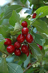 Cornelian Cherry Dogwood (Cornus mas) at Thies Farm & Greenhouses
