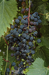Frontenac Grape (Vitis 'Frontenac') at Thies Farm & Greenhouses