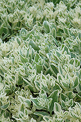 Frosty Morn Stonecrop (Sedum 'Frosty Morn') at Thies Farm & Greenhouses