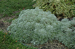 Silver Mound Artemisia (Artemisia schmidtiana 'Silver Mound') at Thies Farm & Greenhouses