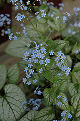 Jack Frost Bugloss (Brunnera macrophylla 'Jack Frost') at Thies Farm & Greenhouses