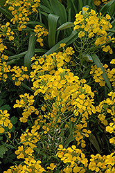 Citrona Yellow Wallflower (Erysimum 'Citrona Yellow') at Thies Farm & Greenhouses