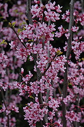Texas Redbud (Cercis canadensis 'var. texensis') at Thies Farm & Greenhouses