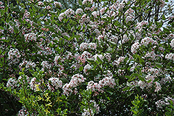 Judd's Viburnum (Viburnum x juddii) at Thies Farm & Greenhouses