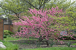 Wither's Pink Charm Redbud (Cercis canadensis 'Wither's Pink Charm') at Thies Farm & Greenhouses