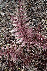 Burgundy Lace Painted Fern (Athyrium nipponicum 'Burgundy Lace') at Thies Farm & Greenhouses