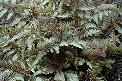 Red Beauty Painted Fern (Athyrium nipponicum 'Red Beauty') at Thies Farm & Greenhouses