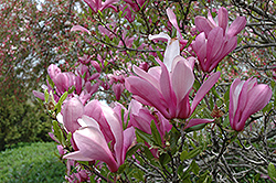Ann Magnolia (Magnolia 'Ann') at Thies Farm & Greenhouses