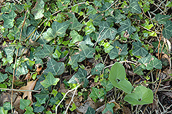 Bulgarian Ivy (Hedera helix 'Bulgaria') at Thies Farm & Greenhouses