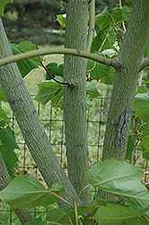 Snakebark Maple (Acer tegmentosum) at Thies Farm & Greenhouses