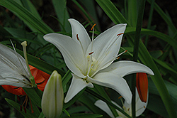 Snow Crystal Lily (Lilium 'Snow Crystal') at Thies Farm & Greenhouses