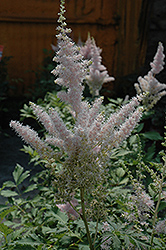 Milk and Honey Astilbe (Astilbe chinensis 'Milk and Honey') at Thies Farm & Greenhouses