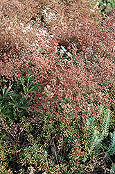 Royal Pink Stonecrop (Sedum spurium 'Royal Pink') at Thies Farm & Greenhouses