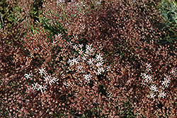 Royal Pink Stonecrop (Sedum spurium 'Royal Pink') at Thies Farm & Greenhouses