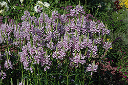 Obedient Plant (Physostegia virginiana) at Thies Farm & Greenhouses